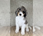 Puppy Lilly Bernedoodle