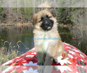 German Shepherd Dog Puppy for Sale in PIEDMONT, Missouri USA