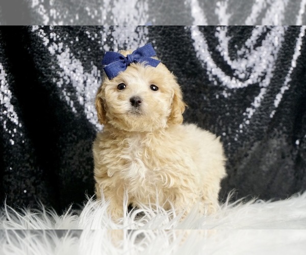 Medium Photo #64 Maltipoo Puppy For Sale in WARSAW, IN, USA