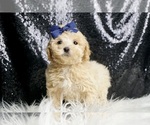 Small #5 Maltipoo
