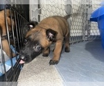 Small Photo #22 Belgian Malinois Puppy For Sale in REESEVILLE, WI, USA