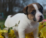 Puppy Madeline Jack Russell Terrier