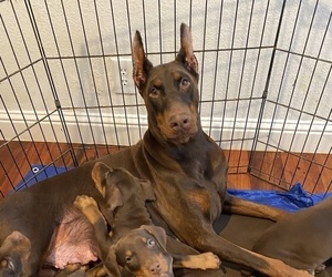 Mother of the Doberman Pinscher puppies born on 11/21/2022