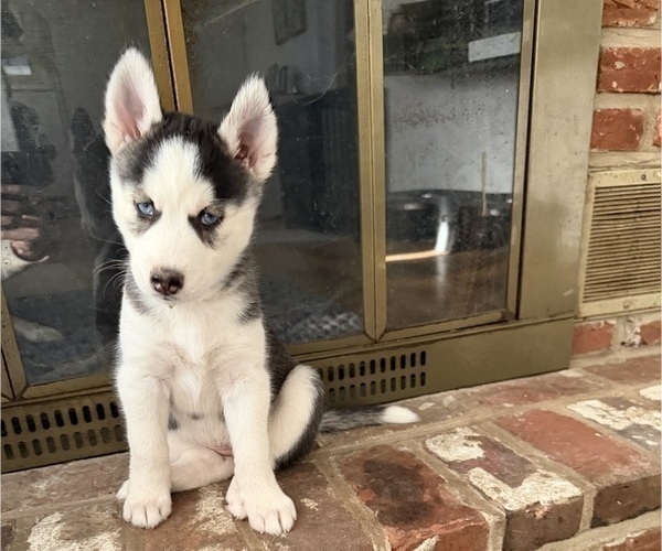 Medium Photo #3 Siberian Husky Puppy For Sale in LEVITTOWN, PA, USA