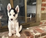Small #2 Siberian Husky