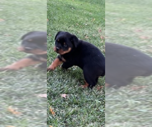 Rottweiler Puppy for sale in OAKDALE, CA, USA
