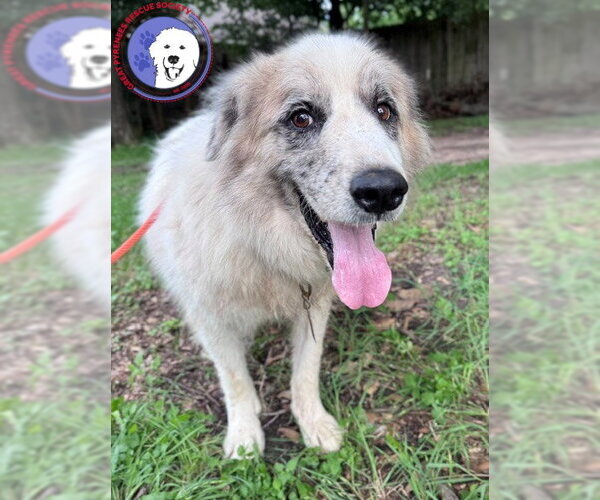 Medium Photo #2 Great Pyrenees Puppy For Sale in Spring, TX, USA