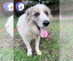 Small #1 Great Pyrenees
