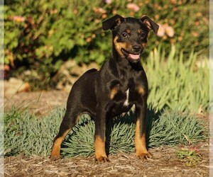 Miniature Pinscher Puppy for sale in FREDERICKSBG, OH, USA