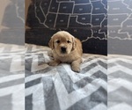 Small #3 Golden Retriever