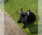 Small Photo #5 French Bulldog Puppy For Sale in CLARKSBURG, MD, USA