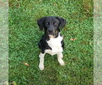 Small #1 Mutt