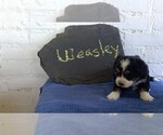Small Photo #3 Miniature Bernedoodle Puppy For Sale in CHIPPEWA FALLS, WI, USA