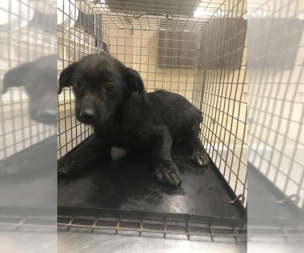 Medium Photo #1 Border Collie-Unknown Mix Puppy For Sale in Conroe, TX, USA