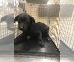 Small Border Collie Mix