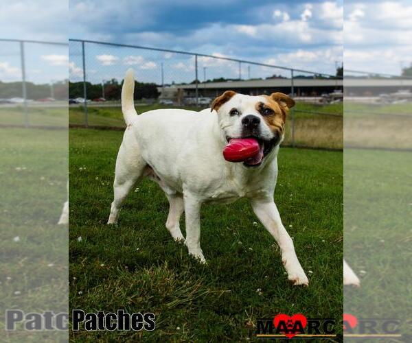 Medium Photo #10 Labrador Retriever-Unknown Mix Puppy For Sale in Maryville, TN, USA