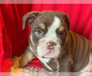 Medium English Bulldog