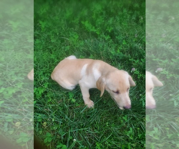 Medium Photo #6 Labrador Retriever Puppy For Sale in BON AQUA, TN, USA