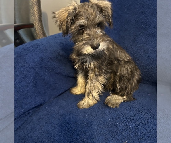 Medium Photo #17 Schnauzer (Miniature) Puppy For Sale in BRIDGETON, NJ, USA