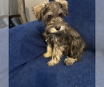 Small #16 Schnauzer (Miniature)