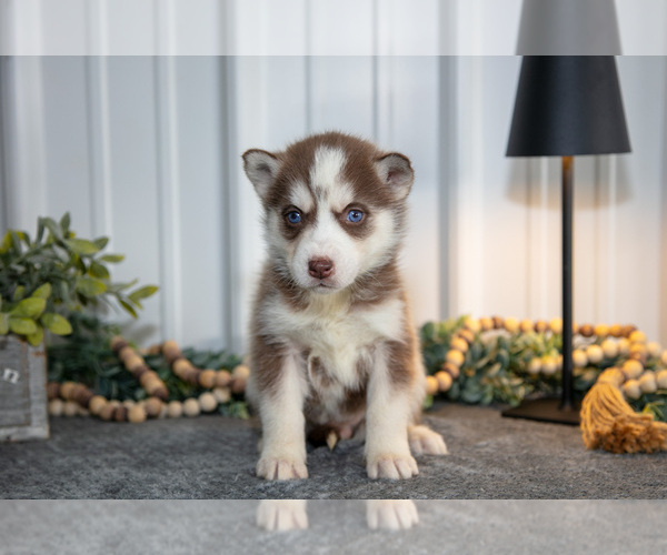 Medium Photo #2 Siberian Husky Puppy For Sale in SHREVE, OH, USA