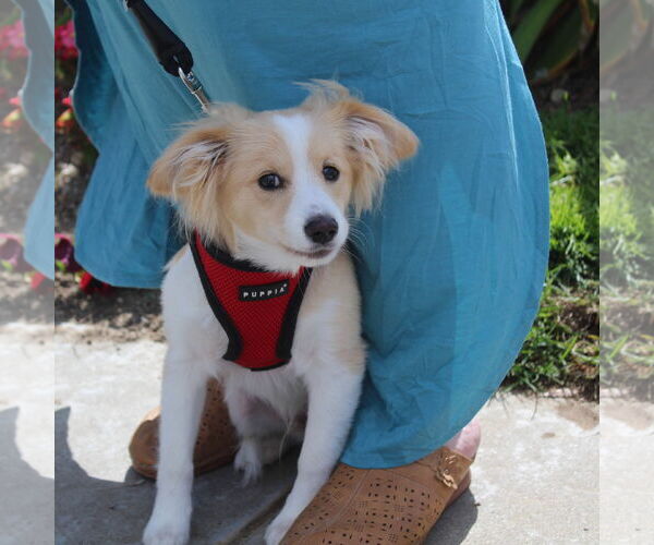 Medium Photo #4 Pomeranian-Unknown Mix Puppy For Sale in Imperial Beach, CA, USA