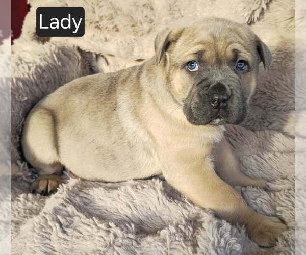 Medium Photo #2 Cane Corso Puppy For Sale in MINERAL WELLS, WV, USA
