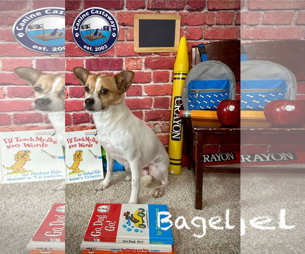 Medium Photo #11 Jack Russell Terrier-Unknown Mix Puppy For Sale in Arcadia, FL, USA
