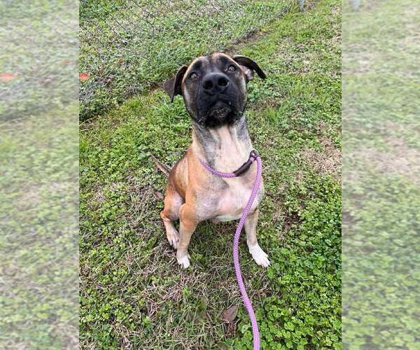 Medium Photo #6 Mutt Puppy For Sale in Abbeville, LA, USA