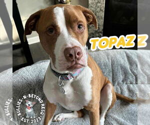 Topaz - Male American Bulldog Dog for Adoption - Photo #8