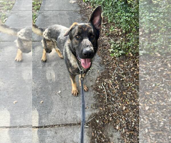 Medium Photo #6 German Shepherd Dog Puppy For Sale in Plantation, FL, USA