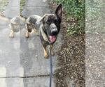 Small #5 German Shepherd Dog