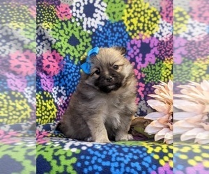 Pomeranian Puppy for sale in CHRISTIANA, PA, USA