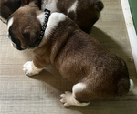 Small Photo #10 English Bulldog Puppy For Sale in ANDERSON, SC, USA