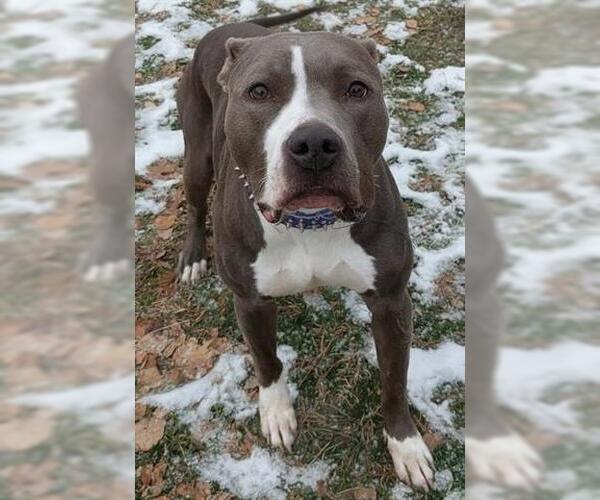 Medium Photo #1 American Staffordshire Terrier-Unknown Mix Puppy For Sale in Akron, OH, USA