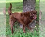 Small #7 Golden Retriever Mix
