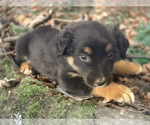 Small Photo #3 Australian Shepherd Puppy For Sale in WILLIAMS, AZ, USA