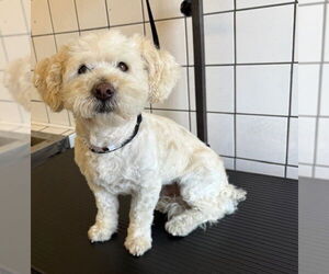 Poodle (Miniature) Dogs for adoption in Downey, CA, USA