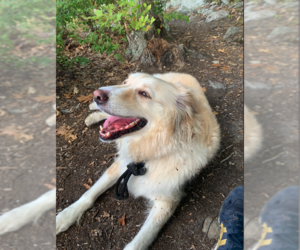 Golden Pyrenees Dogs for adoption in Aurora, CO, USA