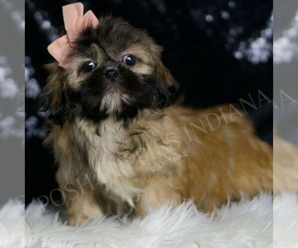 Medium Photo #4 Shih Tzu Puppy For Sale in WARSAW, IN, USA