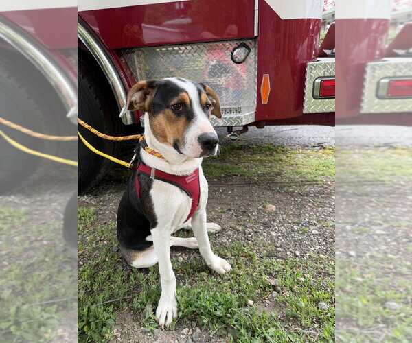 Medium Photo #33 Jack Russell Terrier-Unknown Mix Puppy For Sale in New York, NY, USA