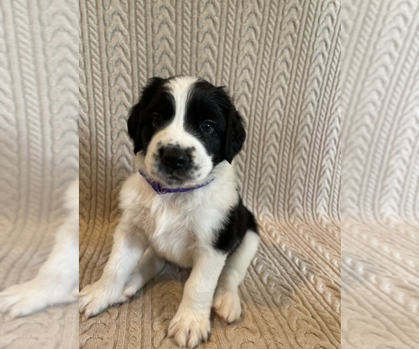 Medium Photo #1 Saint Berdoodle Puppy For Sale in ELK RIVER, MN, USA