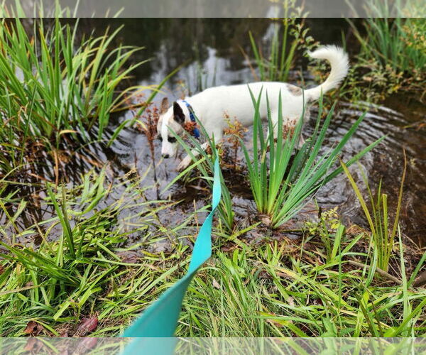 Medium Photo #3 Akita-Unknown Mix Puppy For Sale in Alexander, AR, USA