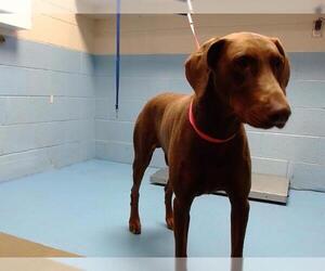 Doberman Pinscher Dogs for adoption in Moreno Valley, CA, USA