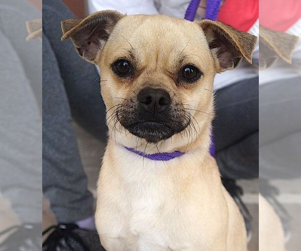 Medium Photo #3 Pug-Unknown Mix Puppy For Sale in Carrollton, TX, USA