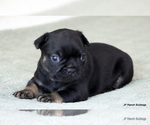 Small Photo #5 French Bulldog Puppy For Sale in WINNSBORO, TX, USA
