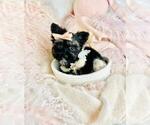 Small #10 Biewer Terrier