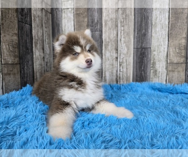 Medium Photo #1 Pomsky Puppy For Sale in BELLEVUE, IA, USA