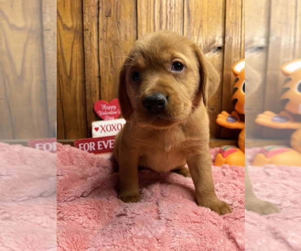 Medium Photo #5 Labrador Retriever Puppy For Sale in NEOLA, WV, USA