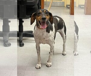 Beagle-Bluetick Coonhound Mix Dogs for adoption in Low Moor, VA, USA